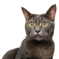 hermosa gato en transparente antecedentes png