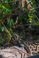 A water dragon lizard sun baking on the grass as it observes photo