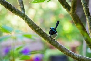 The superb fairywren Malurus cyaneus is a passerine bird in the Australasian wren family. photo