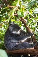 Koala in the National Park, Brisbane, Australia photo