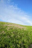 Blossoming spring steppe photo