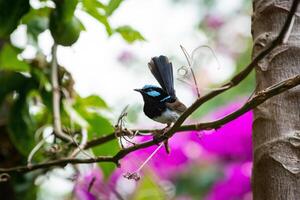 The Superb Fairywren photo