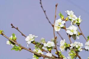 el Cereza árbol es en floración foto