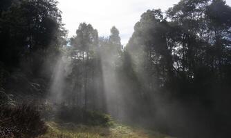 Forest with fog. Black Range Forest, Australia, Victoria. photo