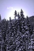 Beautiful fir trees in the mountains photo