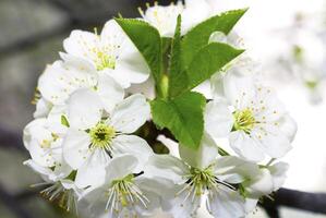 The cherry tree is in bloom photo