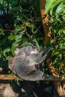 coala en el nacional parque, brisbane, Australia foto