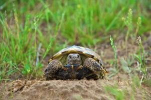 Wild turtle in steppe, in the spring photo