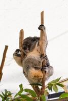 Koala in the National Park, Brisbane, Australia photo