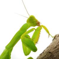 Close-up of a praying green mantis. Studio shot photo