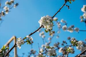 Gardens of blooming apples photo