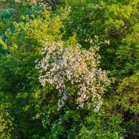 Spring blossom, branch of a blossoming apple tree on garden background photo