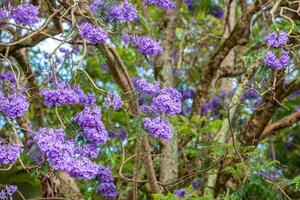 Blooming Jacaranda. Close up. Brisbane, Australia photo