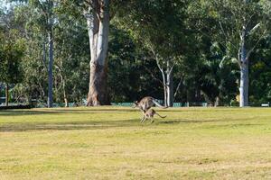 canguro en el nacional parque, brisbane, Australia foto