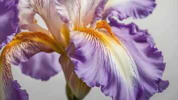 Beautiful delicate iris flower background photo