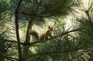 Squirrel chomping on nuts photo