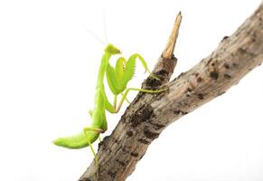 Close-up of a praying green mantis. Studio shot photo