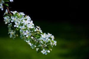 Butterfly Vanessa Io on apple tree blossom photo