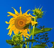 Beautiful sunflower on the blue sky photo