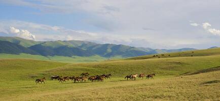 Herd of the Kazakh horse, it is high in mountains to near Almaty photo