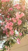 An incredibly beautiful pink flowering magnolia tree. Magnolia flowers on the petals of which water is reflected video