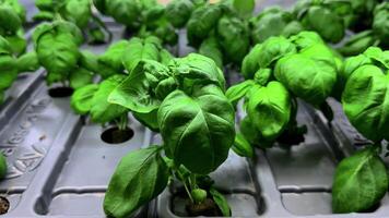 Hydroponic in the vast greenhouse.Aquaculture. Herb plantation with watering system. Efficient and innovative agriculture cultivation. Hundreds of plants are growing on the farm. Food production. video