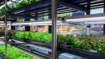 Hydroponic in the vast greenhouse.Aquaculture. Herb plantation with watering system. Efficient and innovative agriculture cultivation. Hundreds of plants are growing on the farm. Food production. video