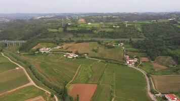 vingårdar nära obidos. portugal. antenn se. Drönare rör sig fram, luta ner video