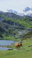 vaca en alpino prado en frente de un idílico montaña paisaje en España. pintoresco día, maravilloso escena. ecología concepto. vertical Disparo video