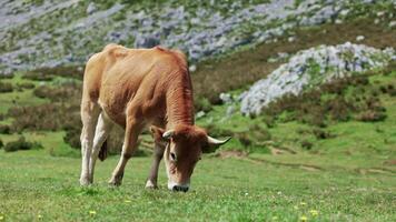 Cattle on green field. Cow eating grass on beautiful meadow near a lake. Alps. Switzerland. Young brown cow with a bell grazes and eats fresh grass in the agricultural field. Close-up video