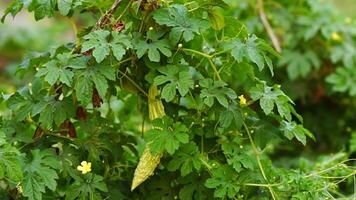 Bitter gourd tree and movement of leaves slow motion video