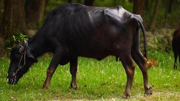 une Indien buffle animal est alimentation dans forêt video