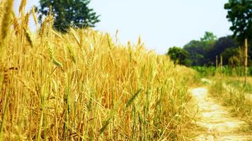 di fresco colture nel azienda agricola video