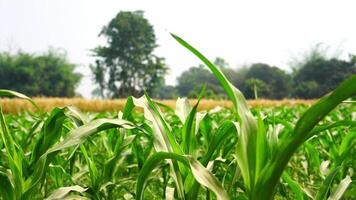 von Mais Bauernhof Land von Landwirtschaft video