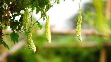 Bitter gourds hanging on tree slow motion video