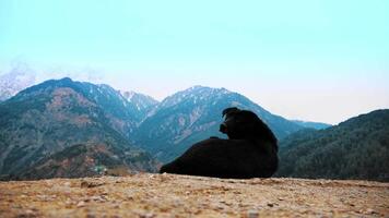 a black dog is sitting on mountains video