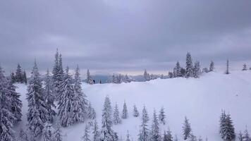 volante al di sopra di un' gruppo di turisti con zaini nel il inverno montagne. inverno arrampicata nel il carpazi montagne. nevoso albero ramo nel un' Visualizza di il inverno foresta. aereo filmato, 4k video