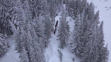 vôo sobre uma grupo do turistas com mochilas dentro a inverno montanhas. inverno escalada dentro a cárpato montanhas. Nevado árvore ramo dentro uma Visão do a inverno floresta. aéreo imagens de vídeo, 4k video