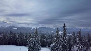 Flying over the forest and mountains in winter. Snowy tree branch in a view of the winter forest. Aerial footage video