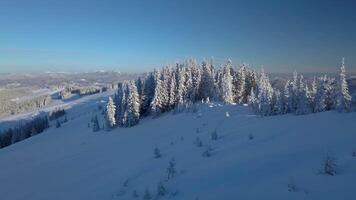 en volant plus de le forêt et montagnes dans l'hiver. neigeux arbre branche dans une vue de le hiver forêt. aérien métrage video