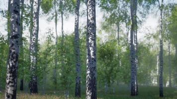 Grove of Birch Trees in Forest video