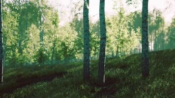 Group of Trees Standing in Grass video