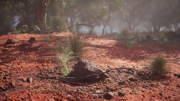 Dirt Field With Trees and Rocks video