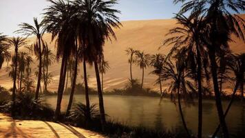 palm bomen langs woestijn rivier- video