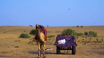 un' uomo addormentato vicino il cammello nel deserto con duna video