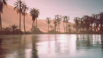 Palm Trees Surrounding Body of Water video