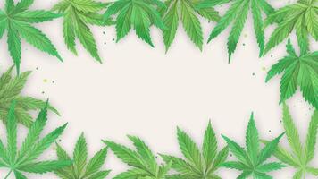 Cannabis Leaf Frame Background green marijuana leaves on a white background video