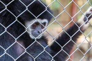 unhappy expression gibbon photo