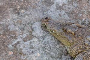 Head of crocodile photo