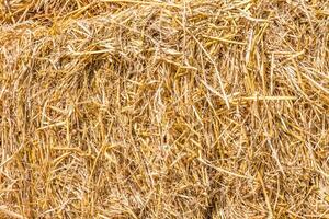 texture of dry straw photo